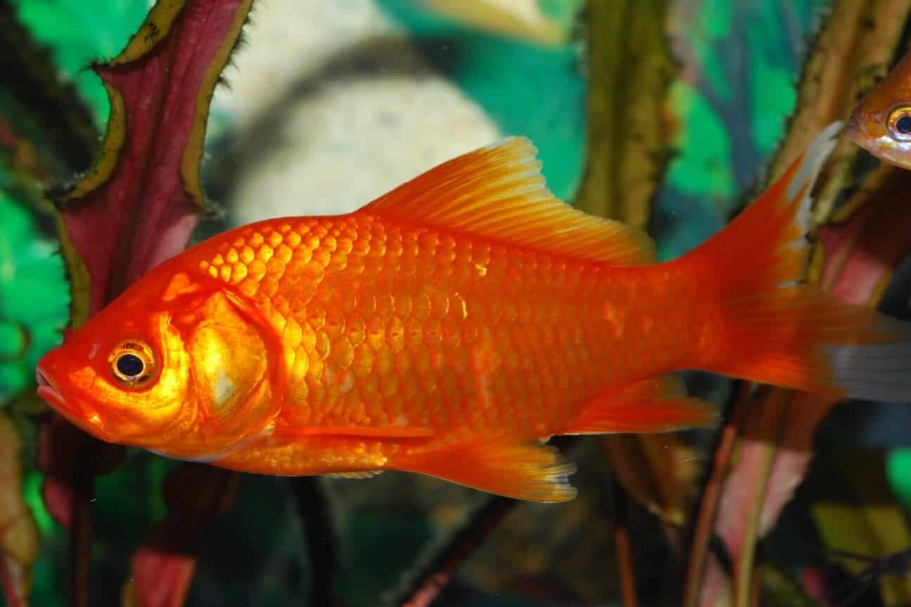 25 Fish that Give Live Birth (List with Pictures) – Fauna Facts