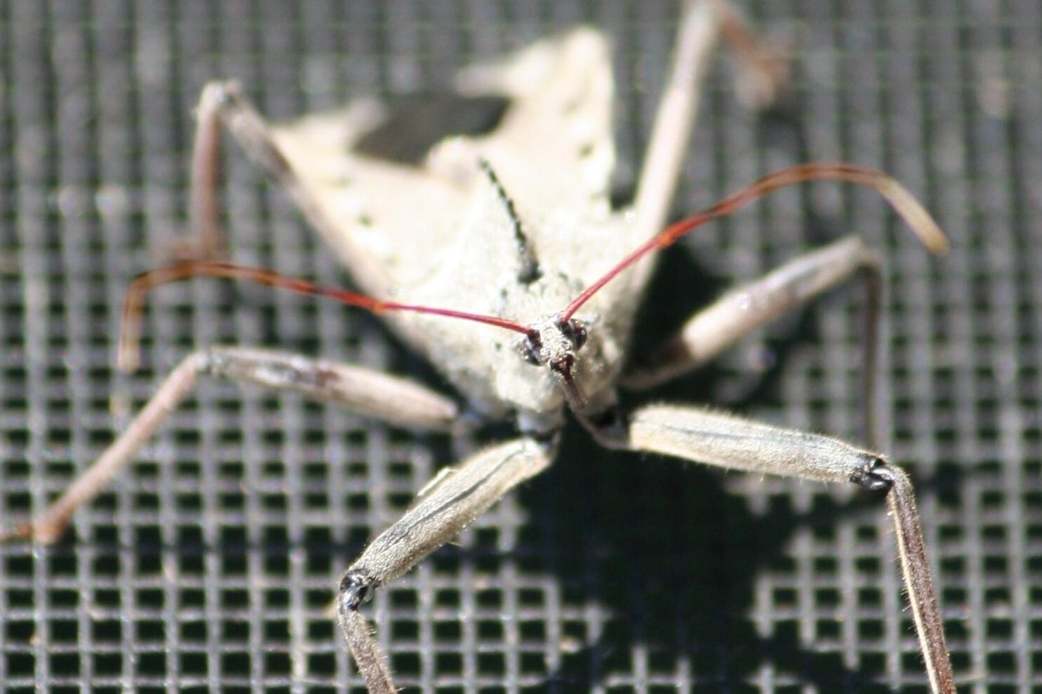 34 Poisonous Bugs (A to Z List with Pictures) Fauna Facts