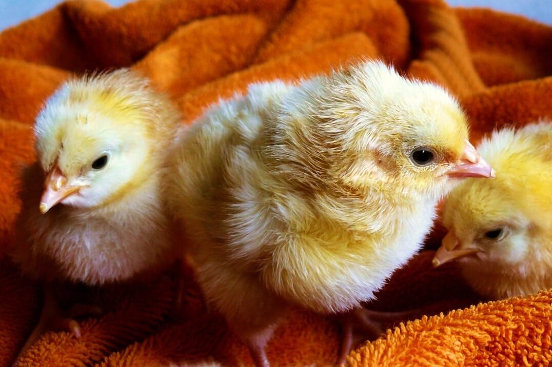 6 Birds with Fur (A to Z List with Pictures) Fauna Facts