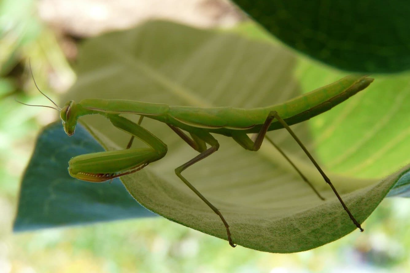 19 Insects with Six Legs (A to Z List with Pictures) Fauna Facts