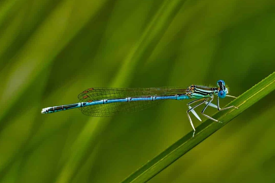 Blue Dragonfly Spiritual Meaning and Symbolism (10 Omens) Fauna Facts