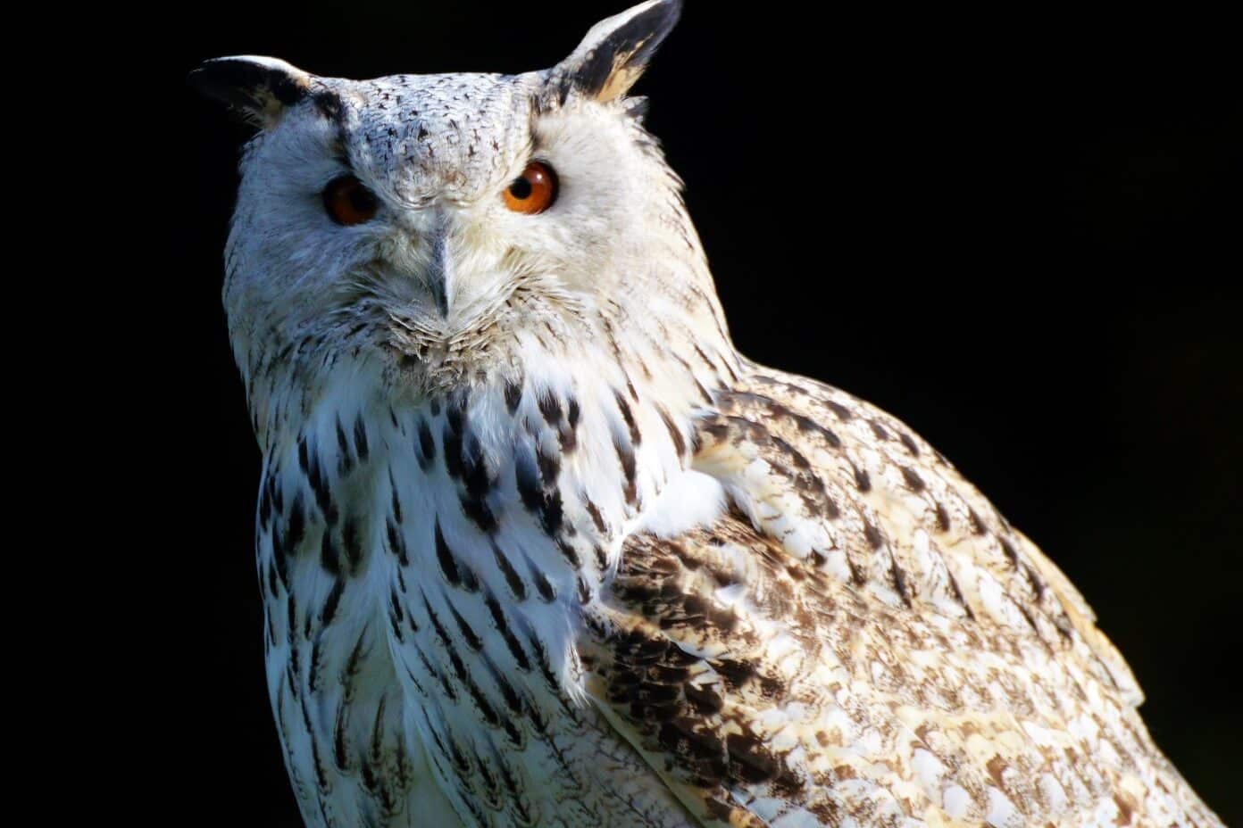 White Owl Spiritual Meaning & Symbolism (9 Omens) Fauna Facts