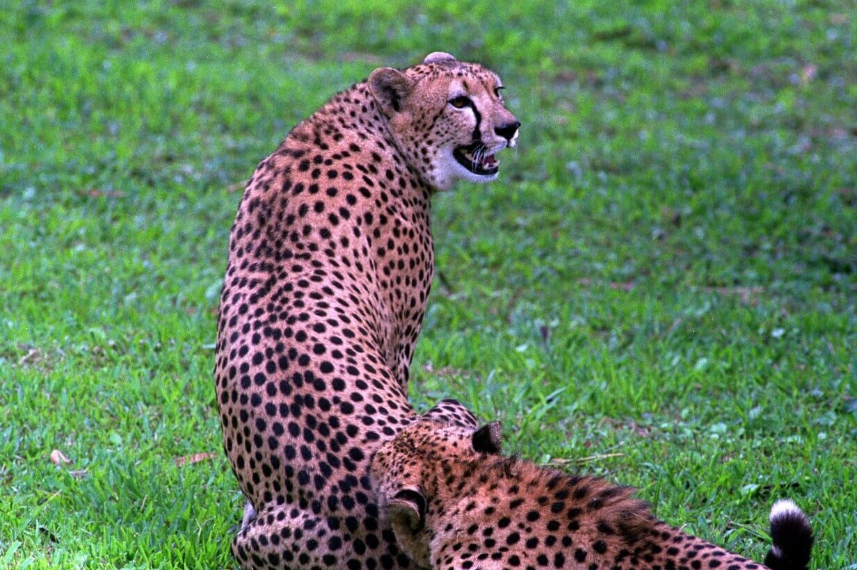 10 Cheetah Adaptations (Evolutionary Secrets!) – Fauna Facts