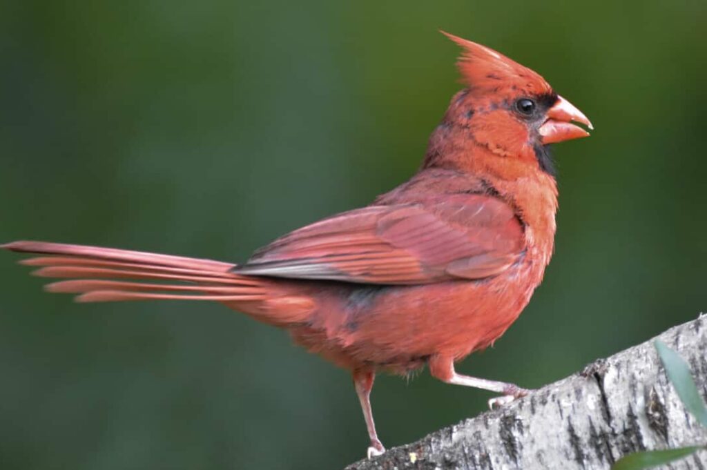 Red Bird Spiritual Meaning and Symbolism (10 Omens) Fauna Facts