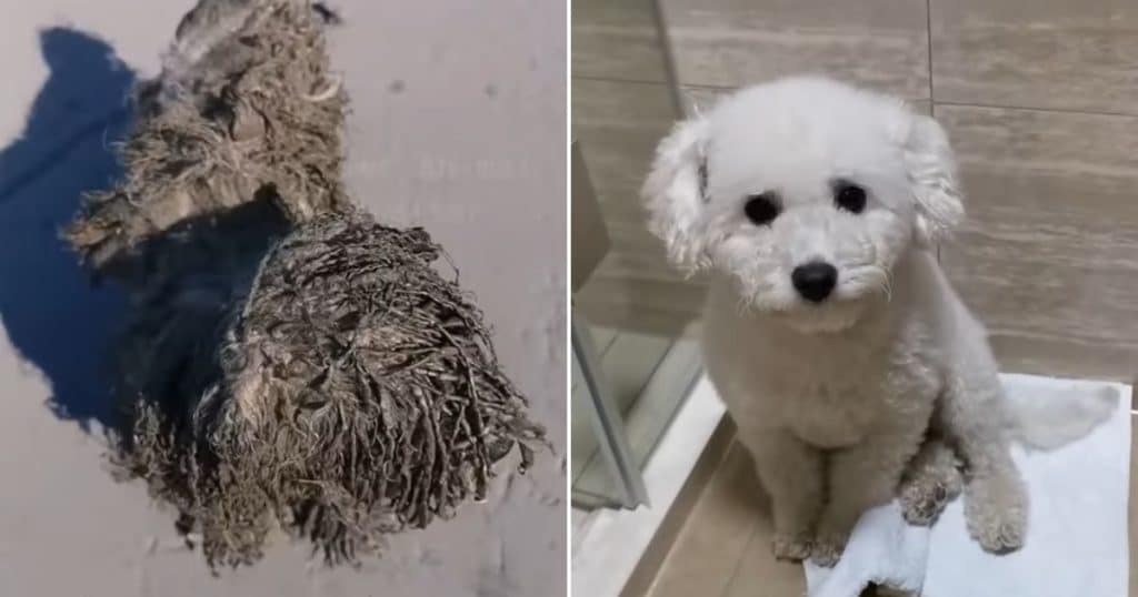beautiful dog transformation