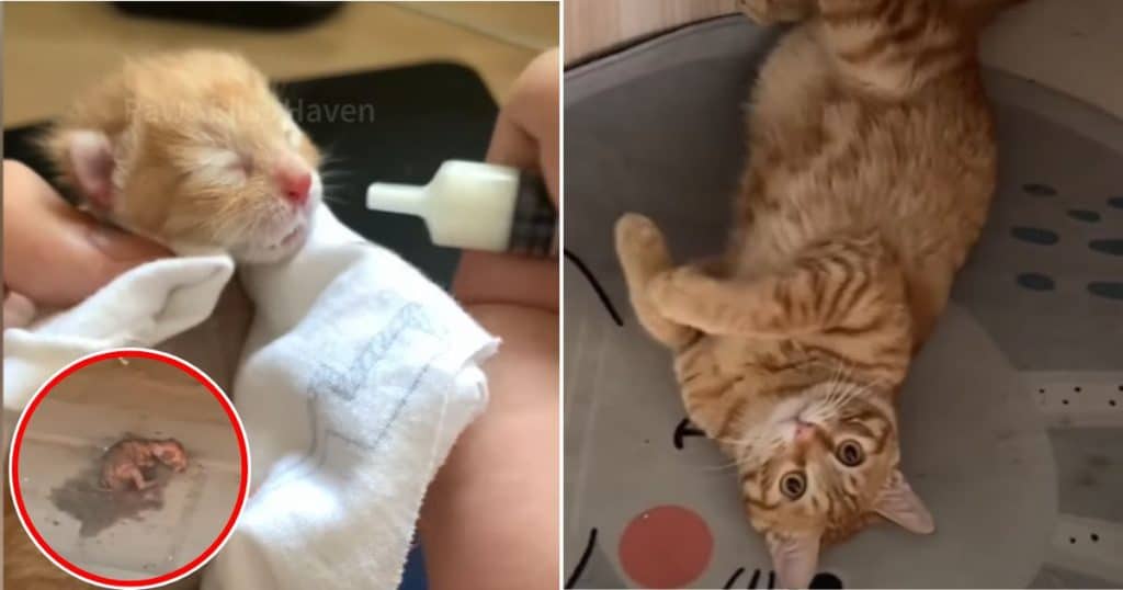 cat rescue screenshot